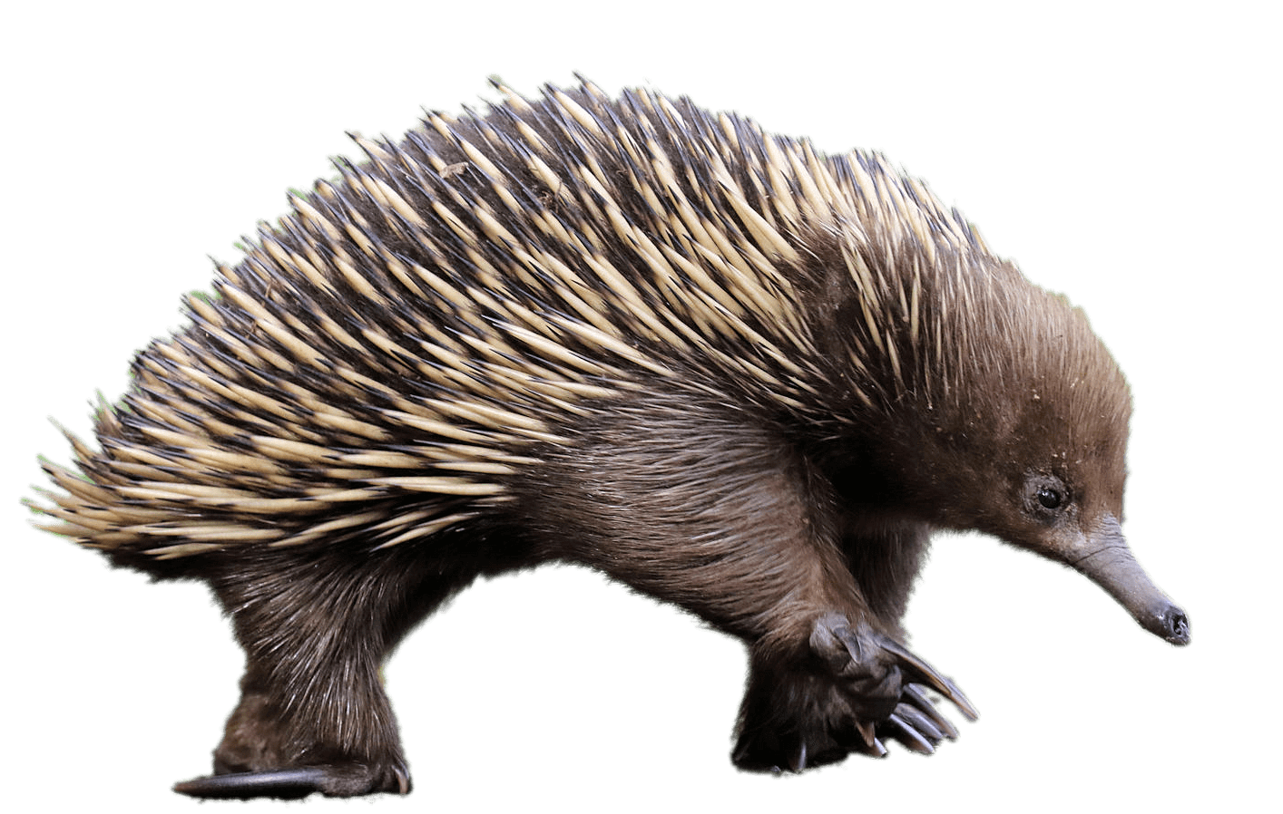 An echidna