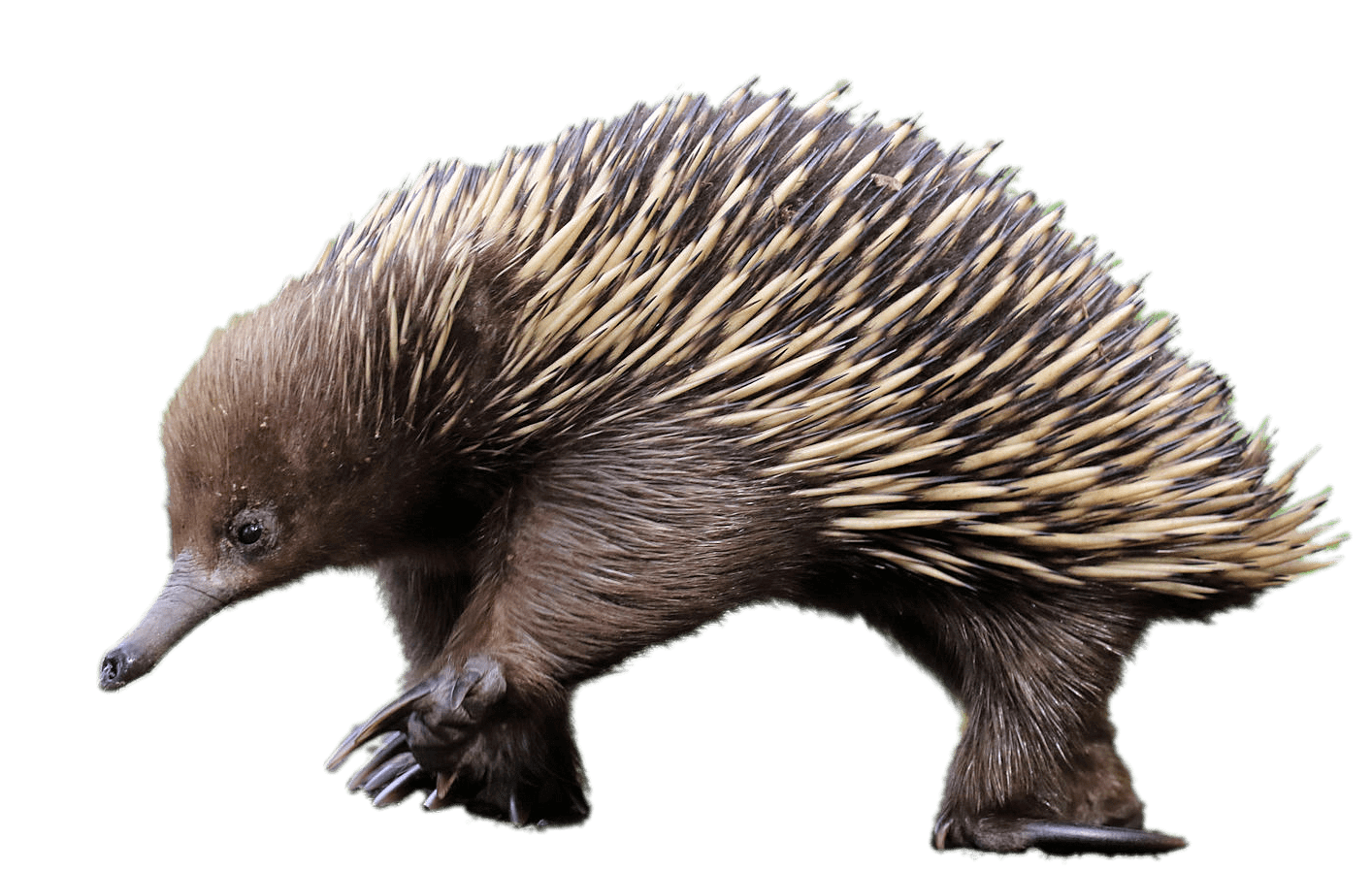 An echidna