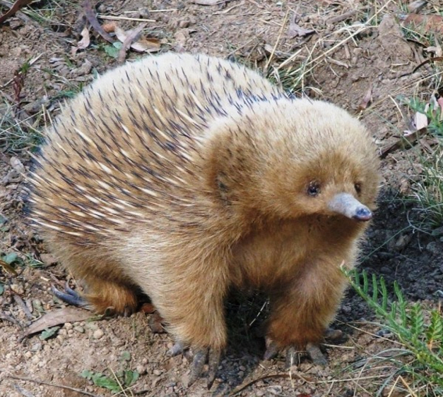 A photo of an animal. It is roughly as big as a medium sized rabbit. It has brown fur, gray feet, and a gray snout.
	It has a porcupine-like quills mixed in with the fur on its back, and small beady eyes positioned close to its long snout. It is, overall, an extremely silly looking creature.